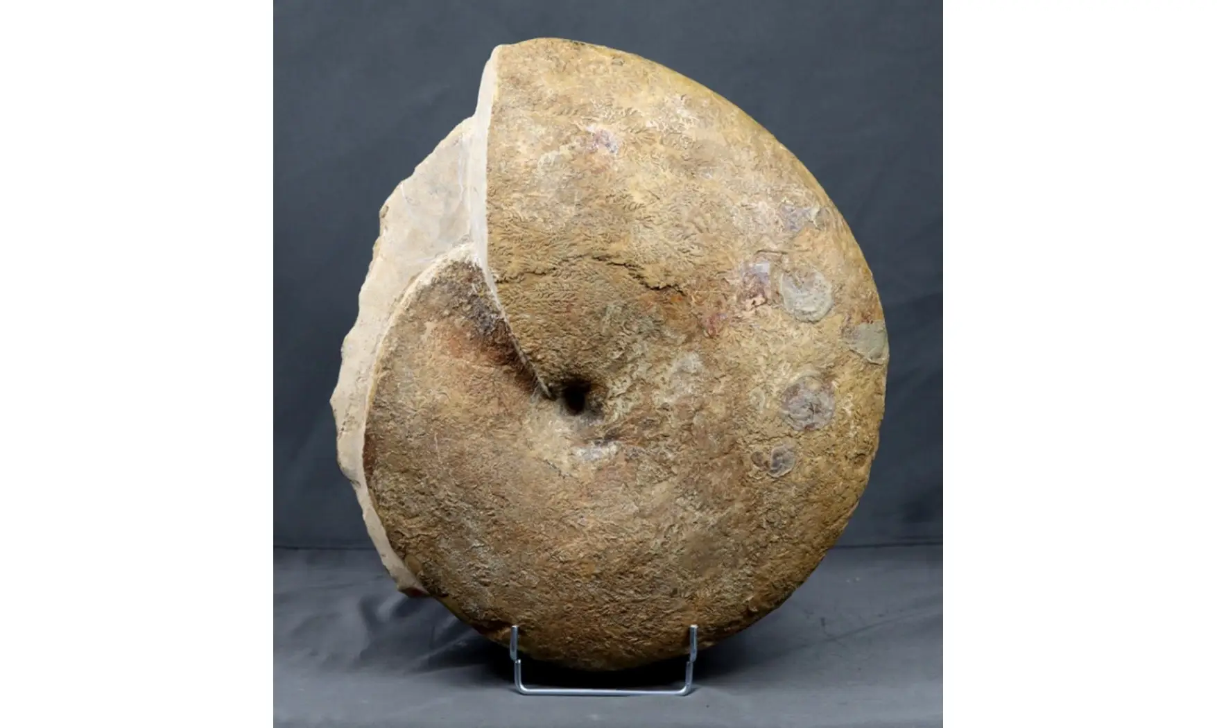 Phylloceras heterophyllum
