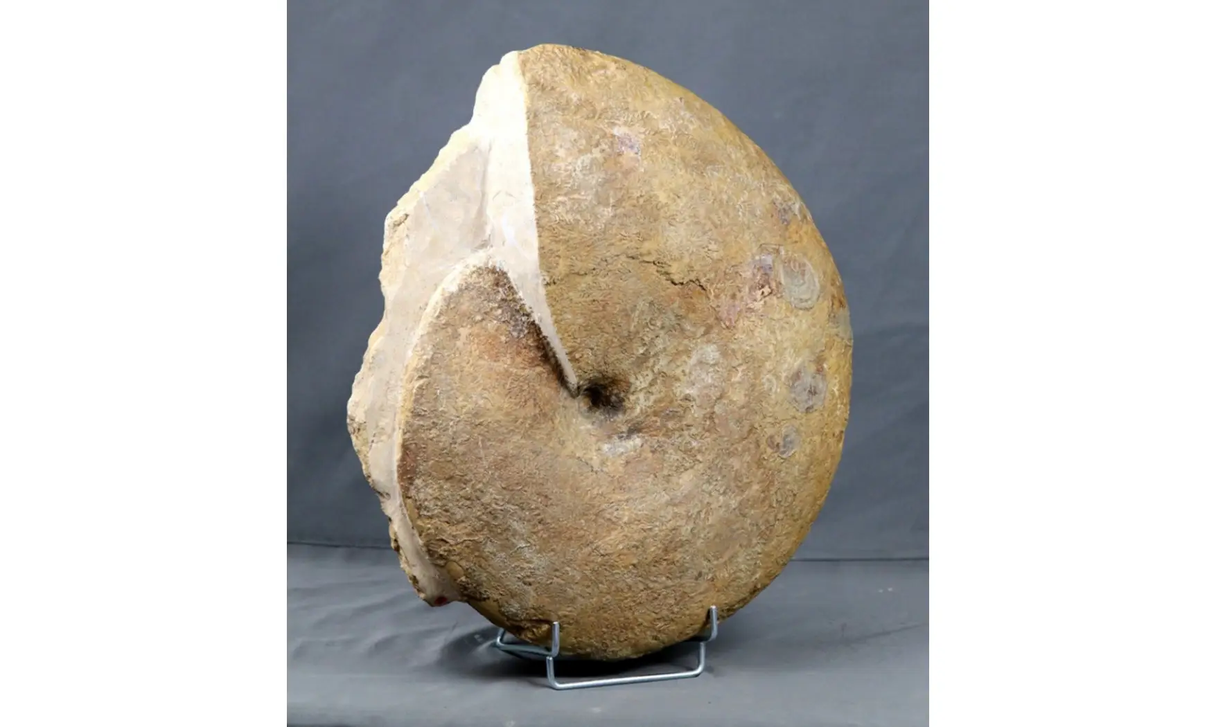 Phylloceras heterophyllum