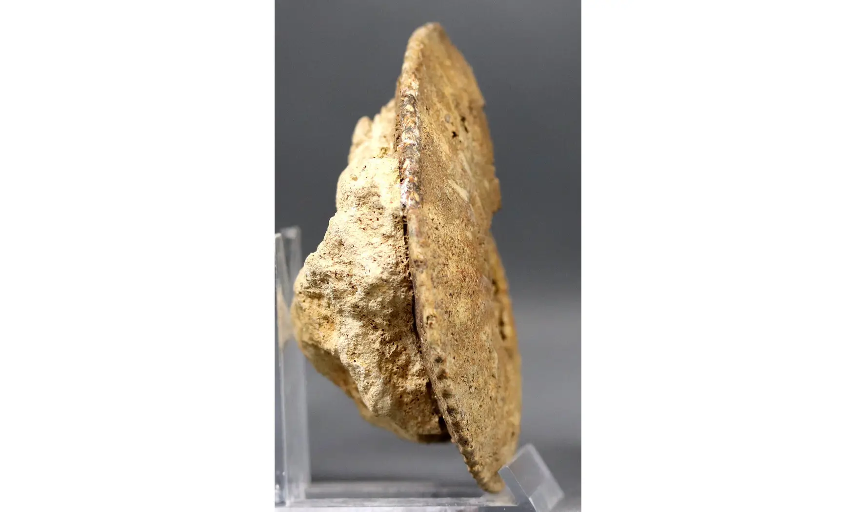 Amaltheus margaritatus