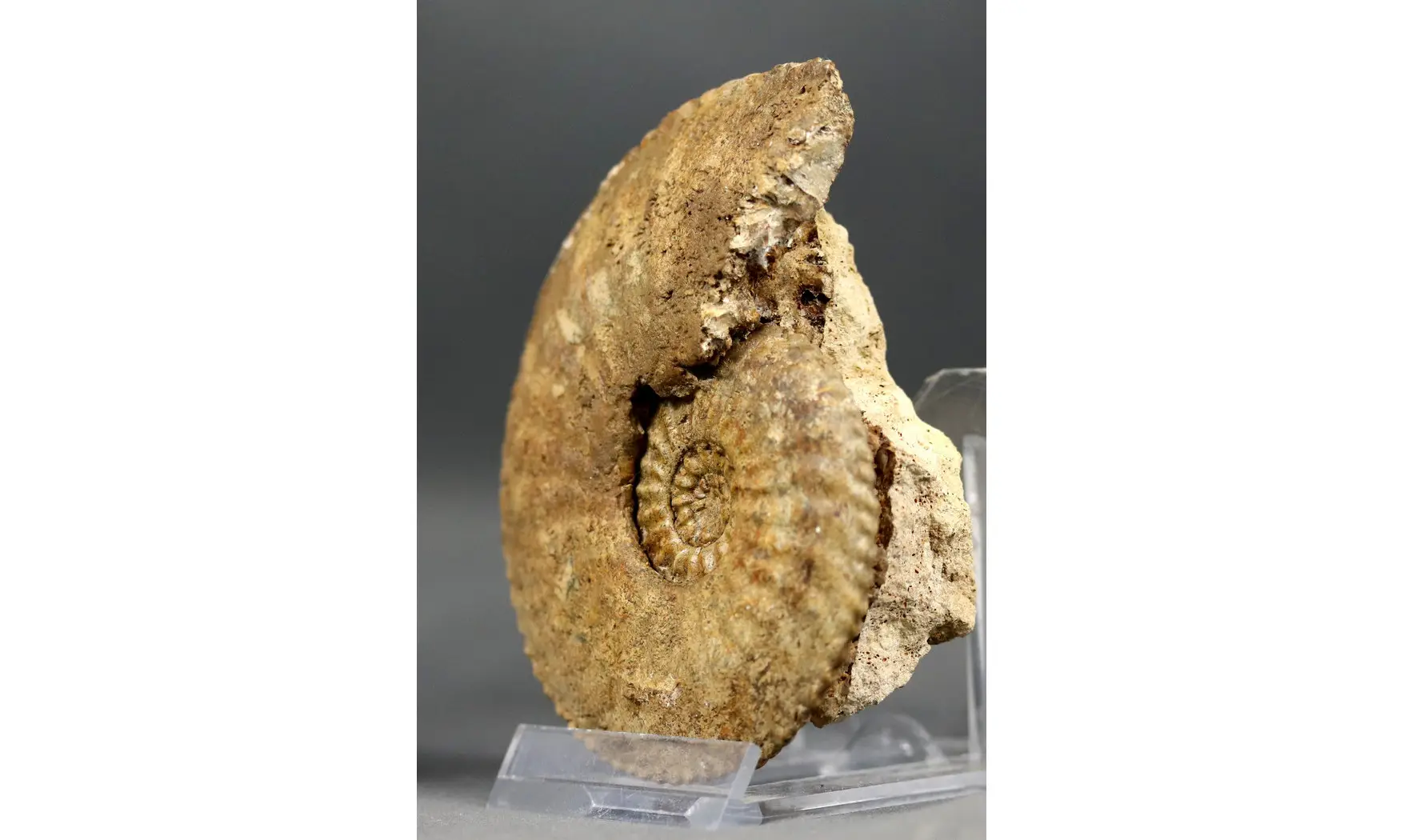 Amaltheus margaritatus