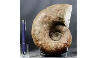 Lytoceras sublineatum