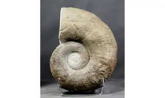 Lytoceras sublineatum