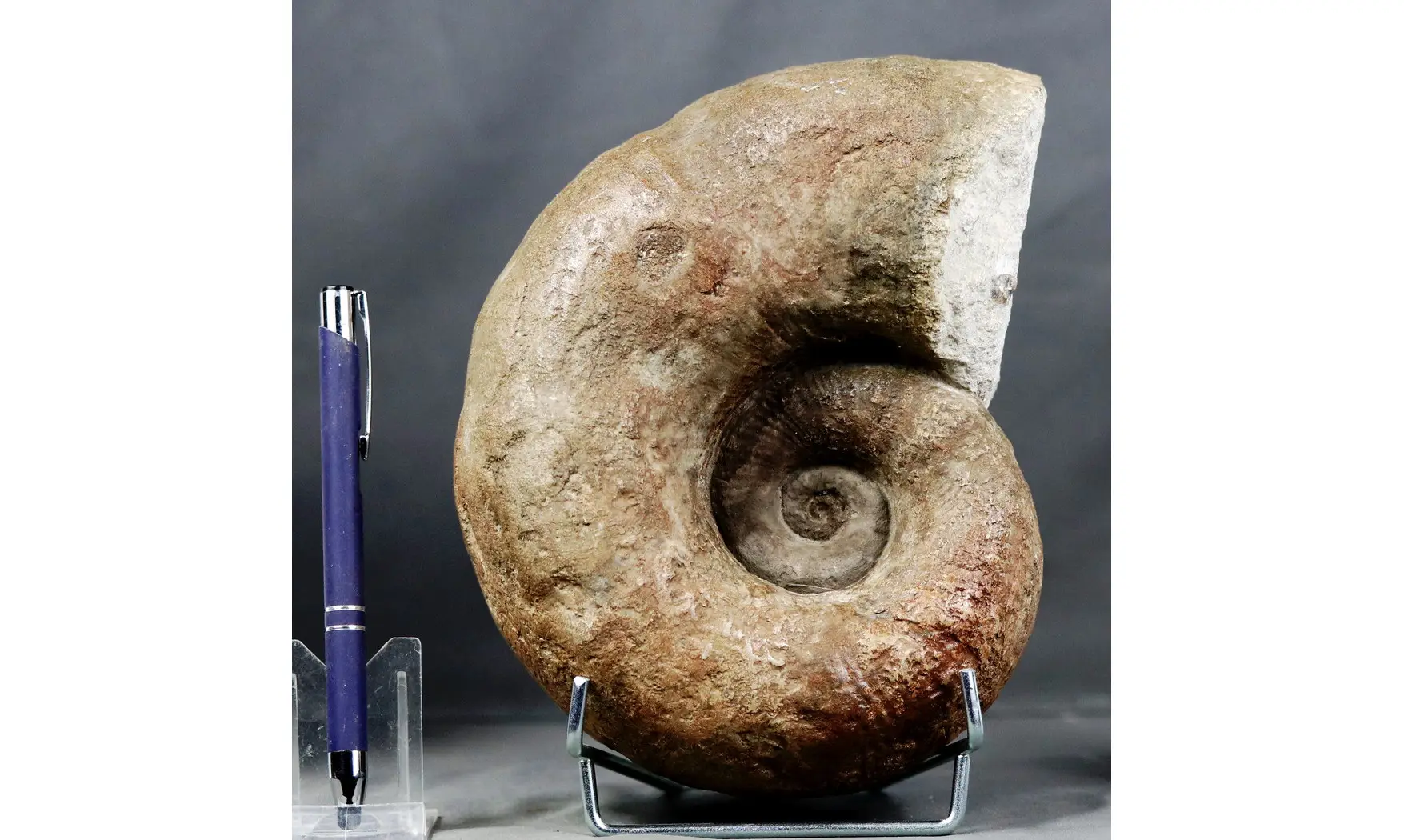 Lytoceras sublineatum