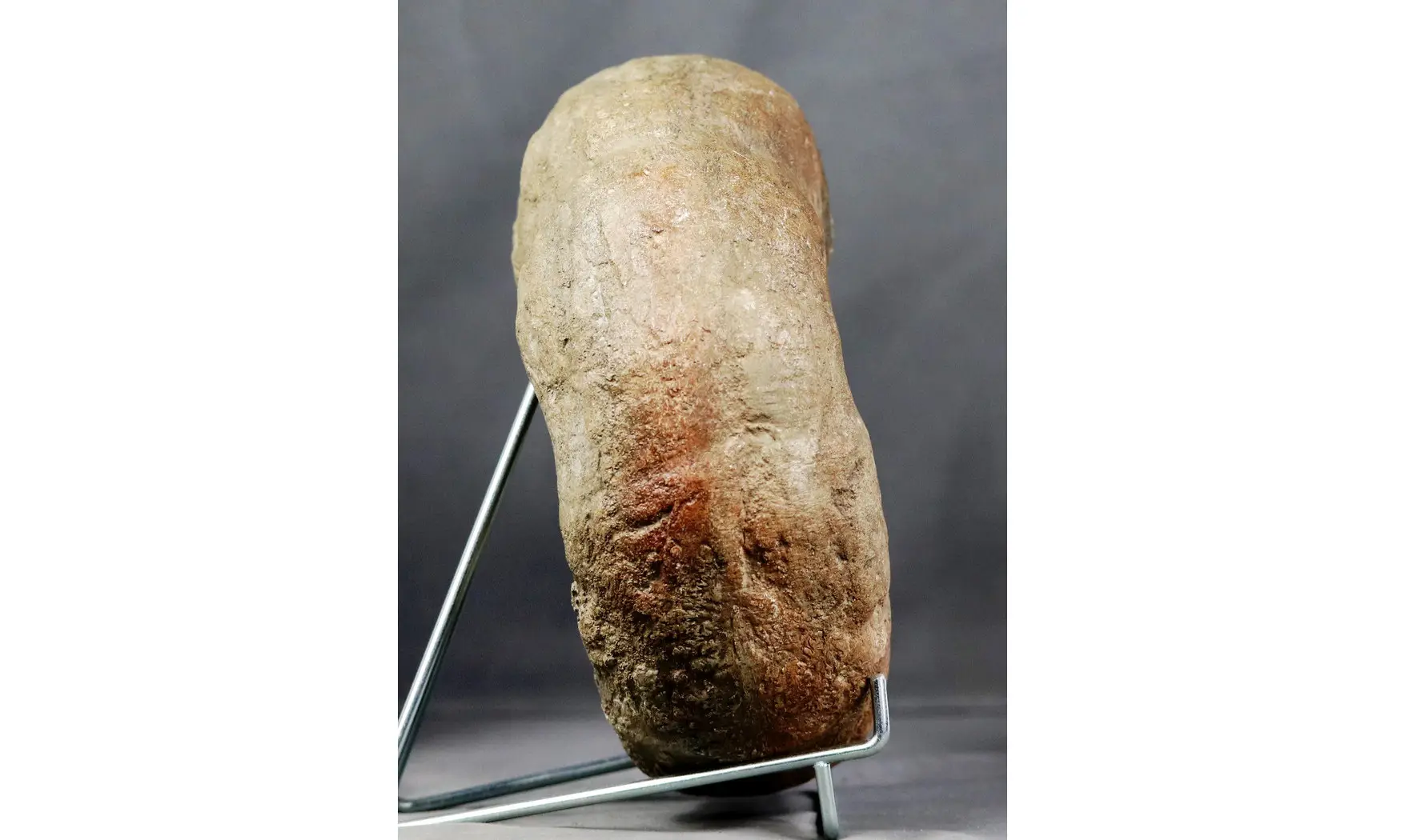 Lytoceras sublineatum