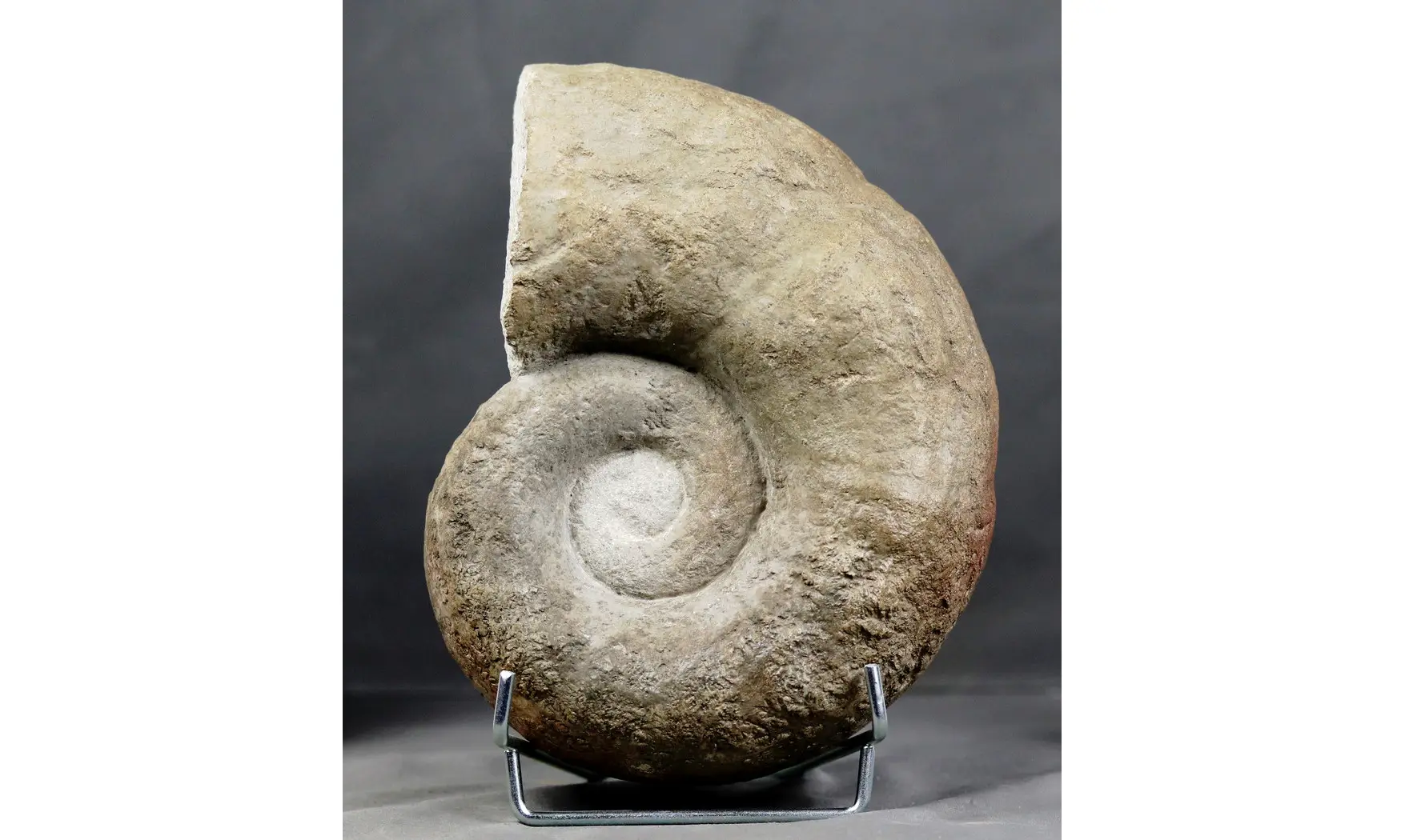 Lytoceras sublineatum