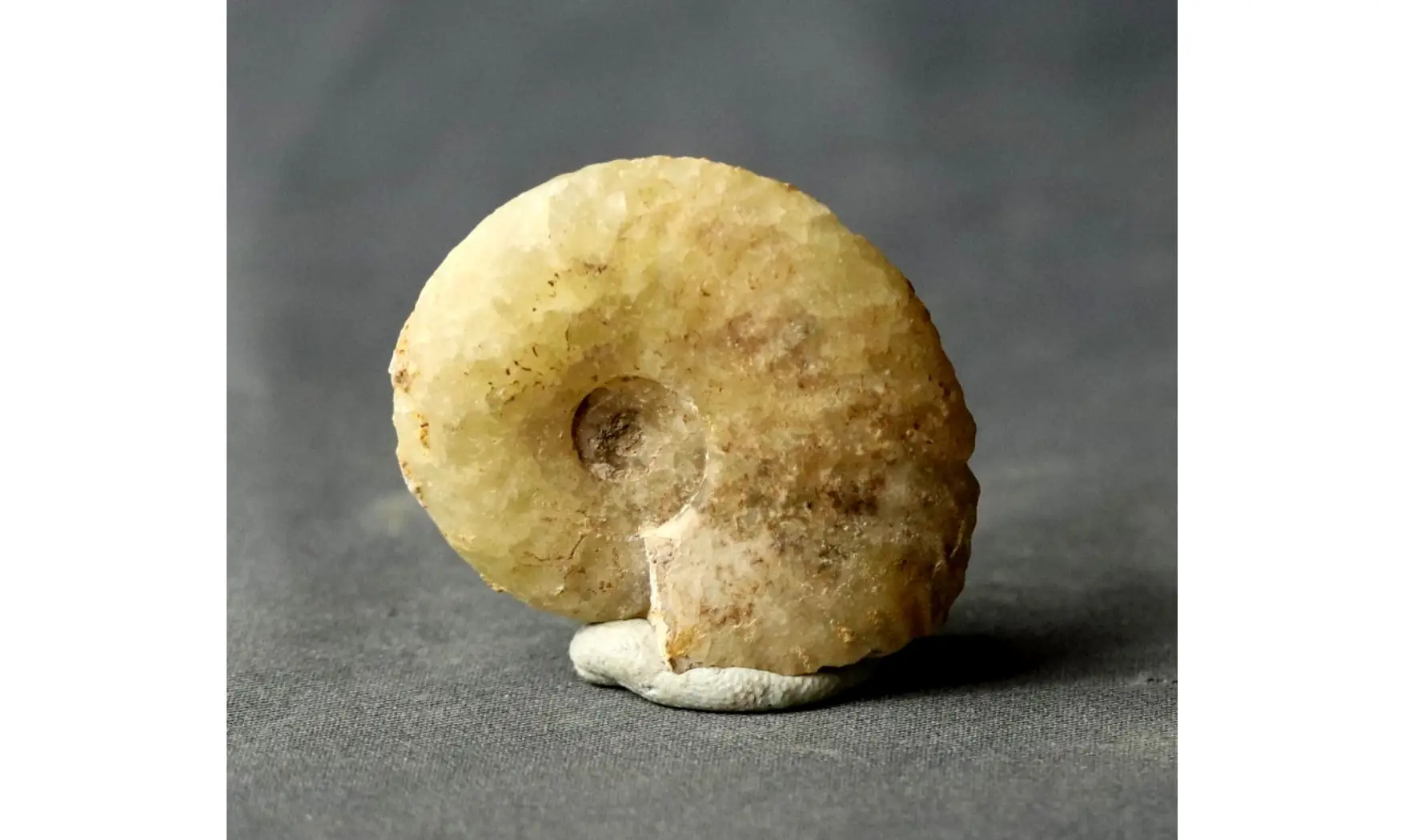 Tragophylloceras carinatum