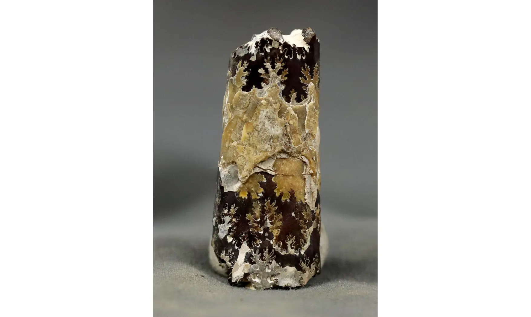 Baculites sp.