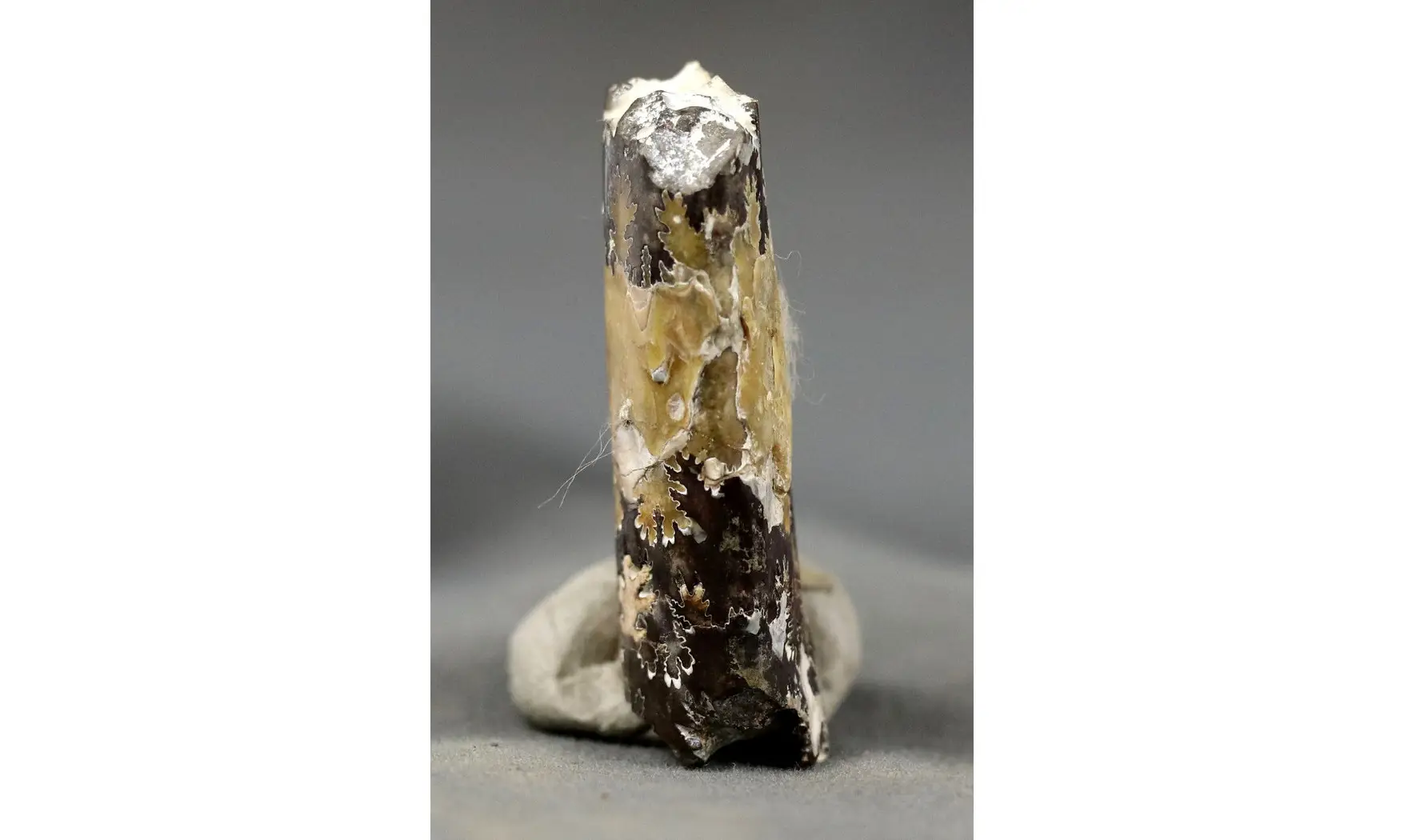 Baculites sp.