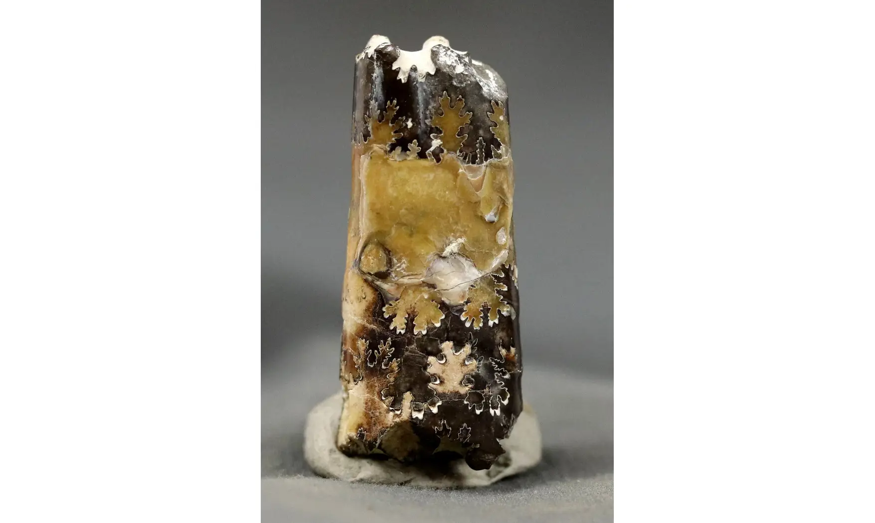 Baculites sp.