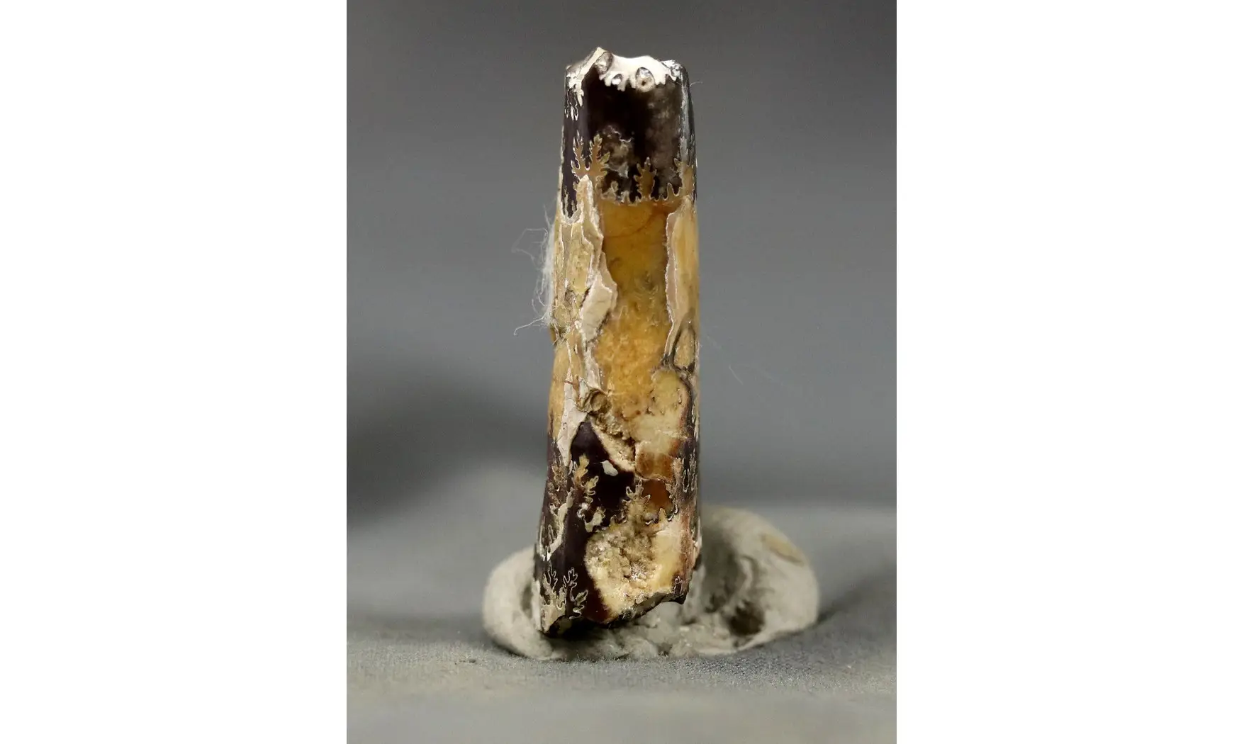 Baculites sp.