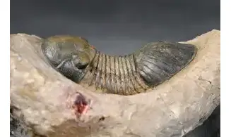 Paralejurus rehamnanus