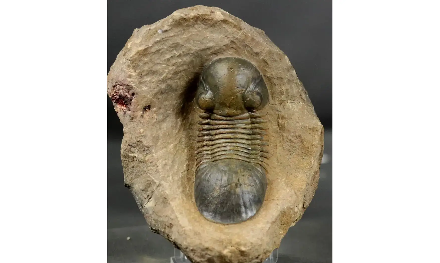 Paralejurus rehamnanus