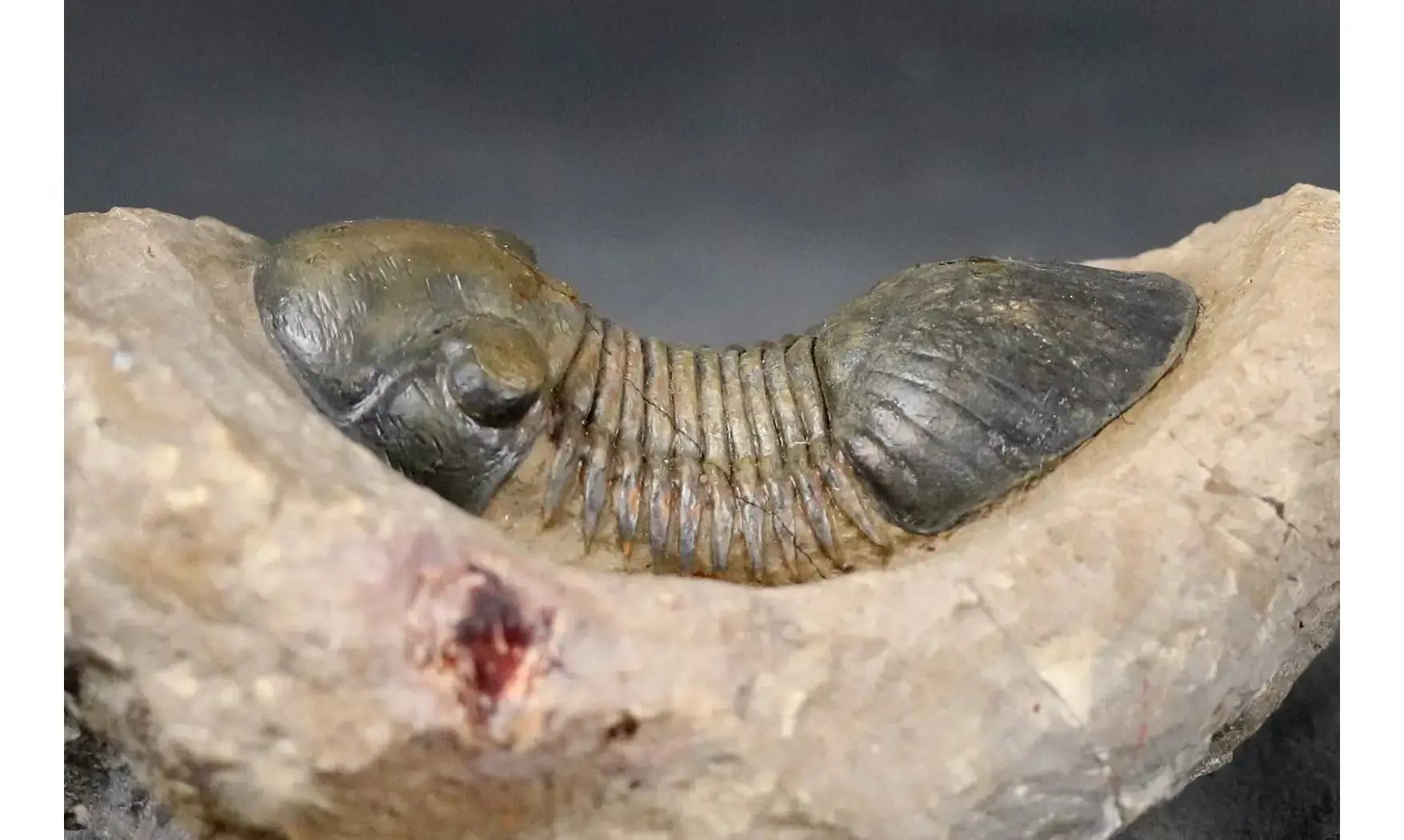 Paralejurus rehamnanus