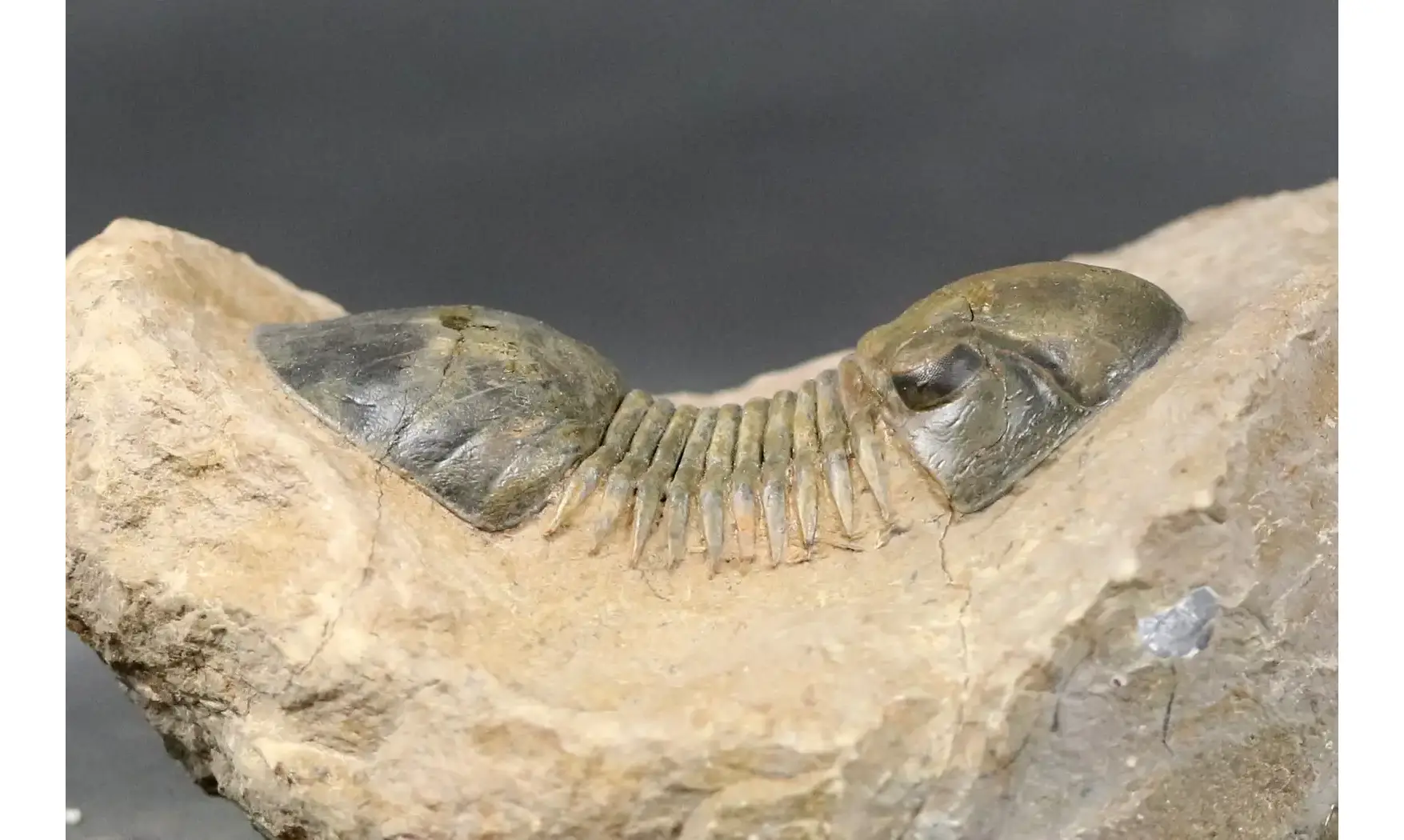 Paralejurus rehamnanus