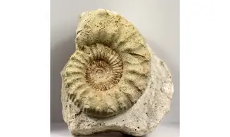 Peltoceras athleta