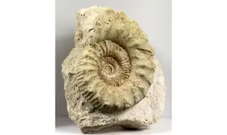 Peltoceras athleta