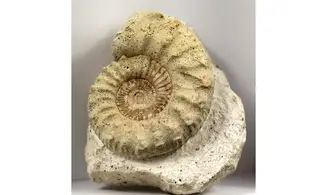 Peltoceras athleta