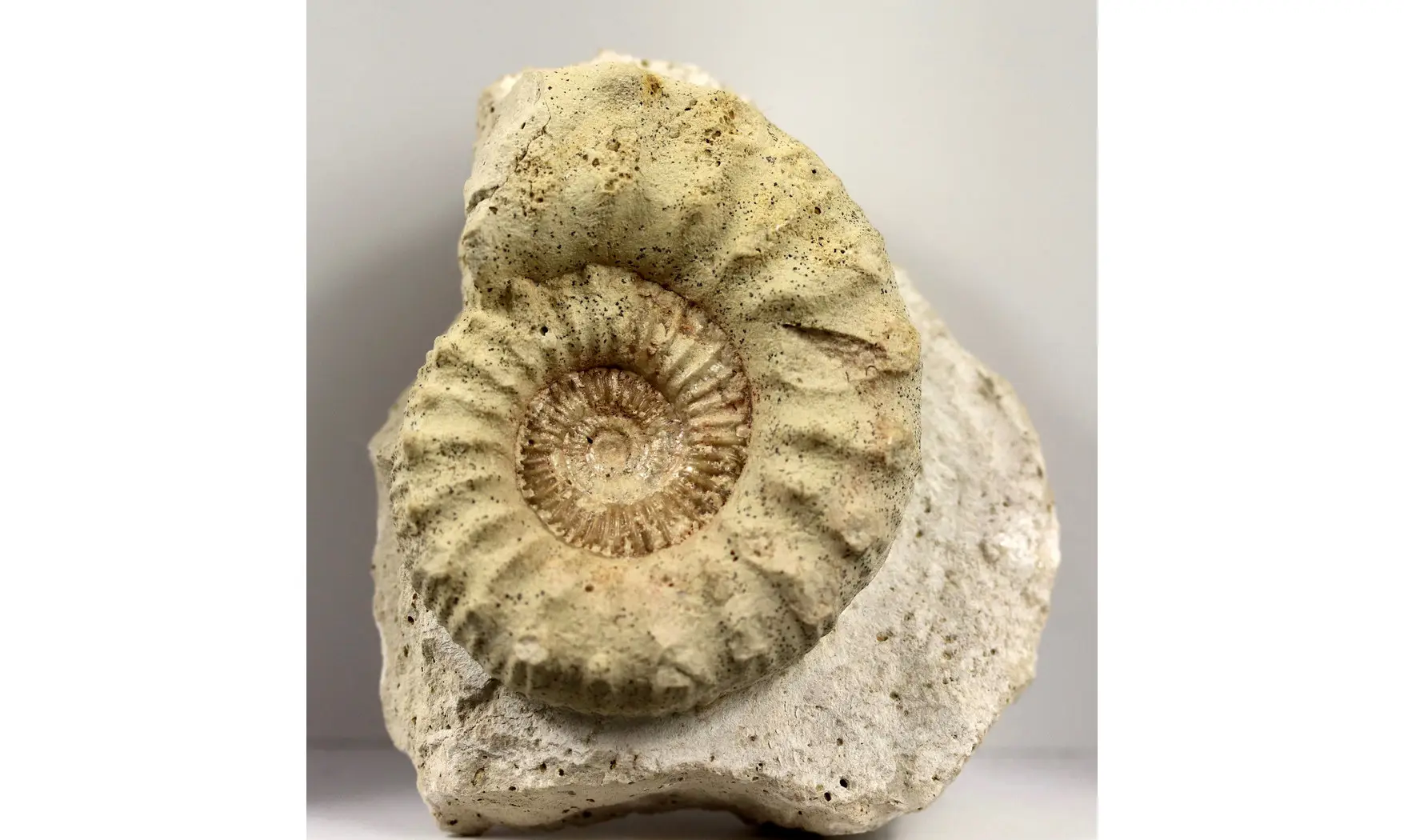 Peltoceras athleta