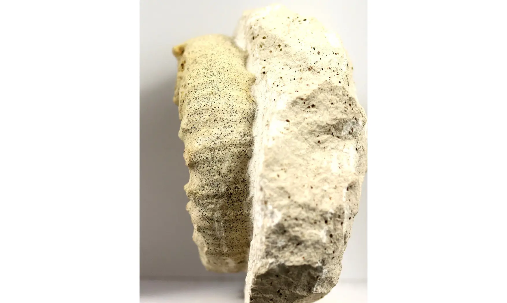 Peltoceras athleta