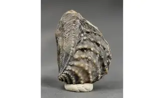 trigonia Myophorella clavellata