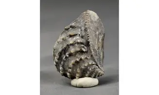 trigonia Myophorella clavellata