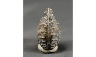trigonia Myophorella clavellata