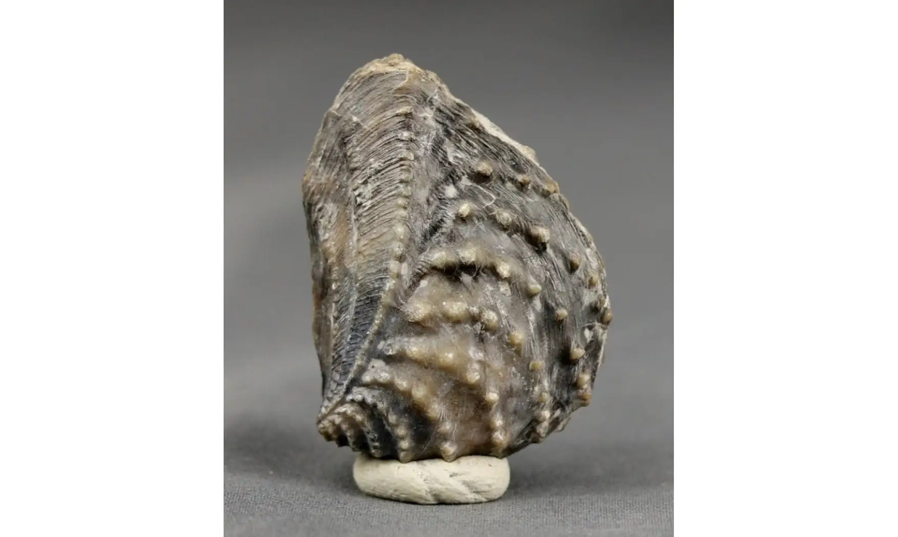 trigonia Myophorella clavellata