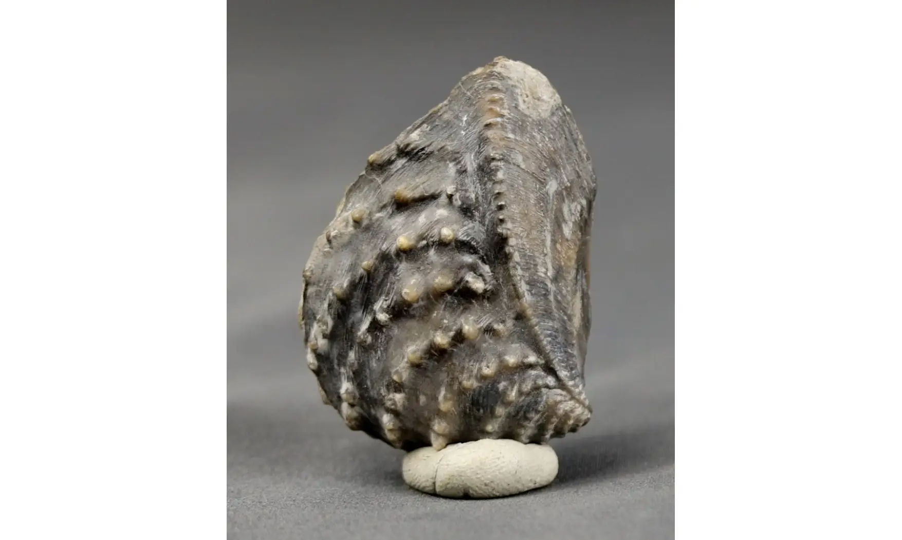 trigonia Myophorella clavellata
