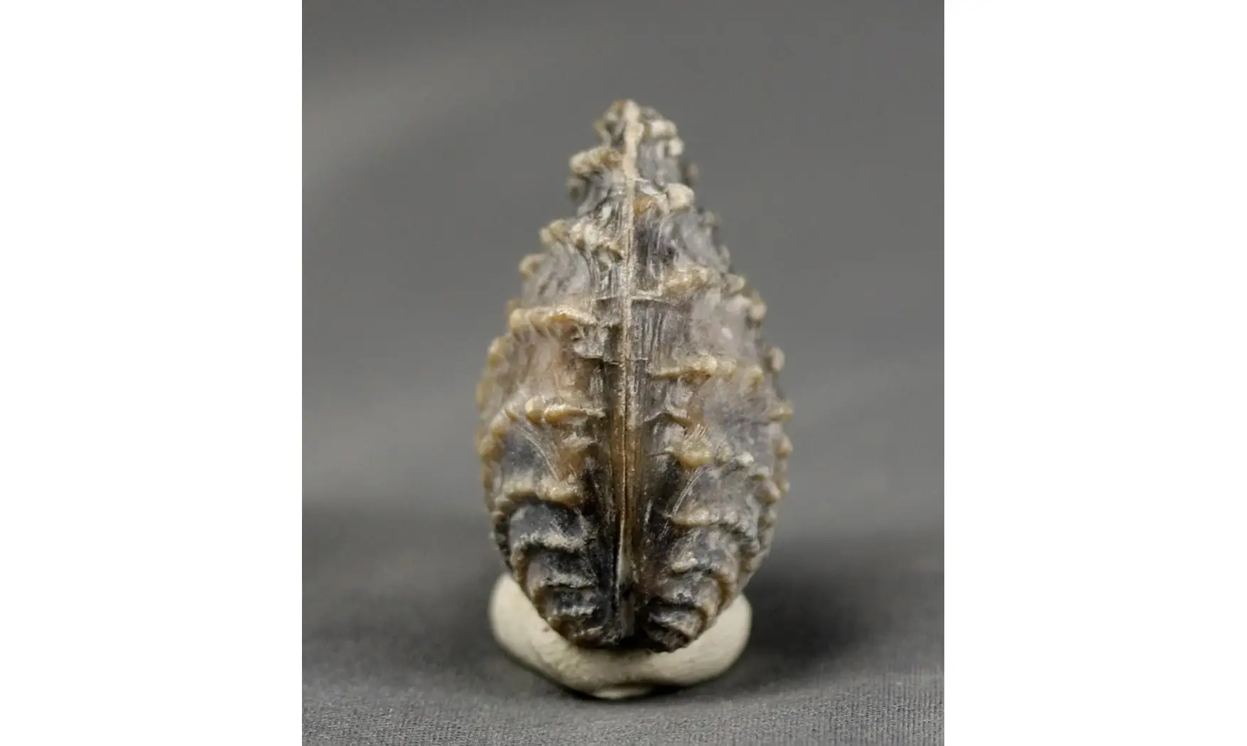 trigonia Myophorella clavellata
