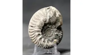 Hecticoceras cf. uhligi