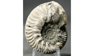 Hecticoceras cf. uhligi