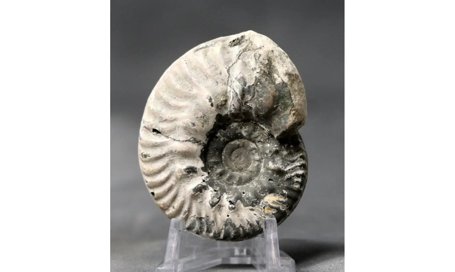 Hecticoceras cf. uhligi