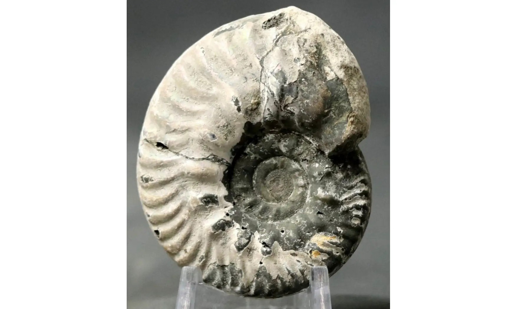 Hecticoceras cf. uhligi