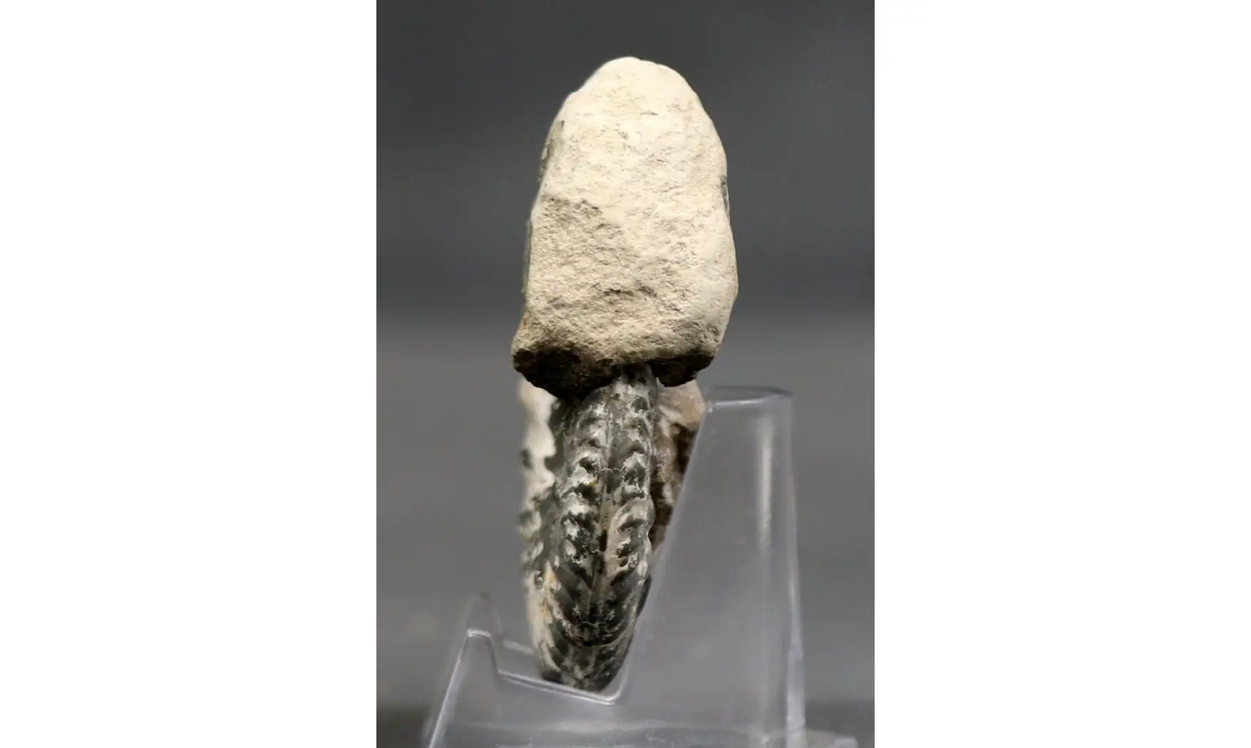 Hecticoceras cf. uhligi