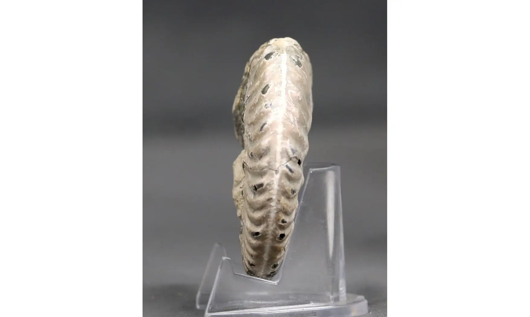 Hecticoceras cf. uhligi