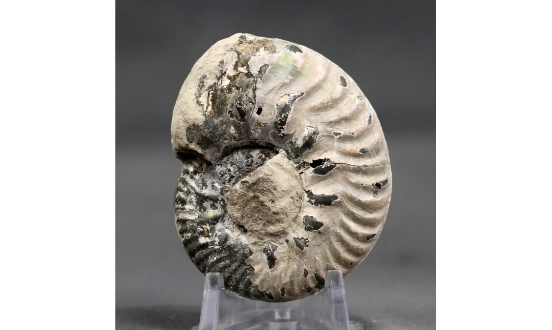 Hecticoceras cf. uhligi