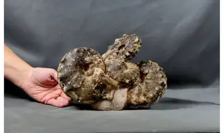 Multiple Mammites