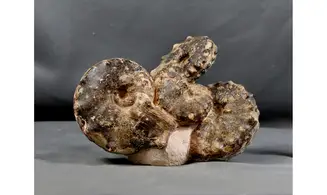 Multiple Mammites