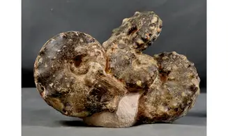 Multiple Mammites