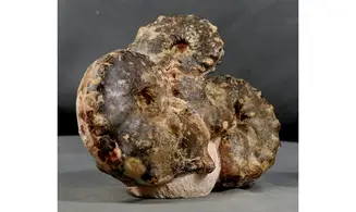 Multiple Mammites
