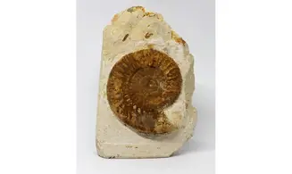 Choffatia cerealis
