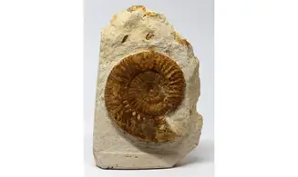 Choffatia cerealis