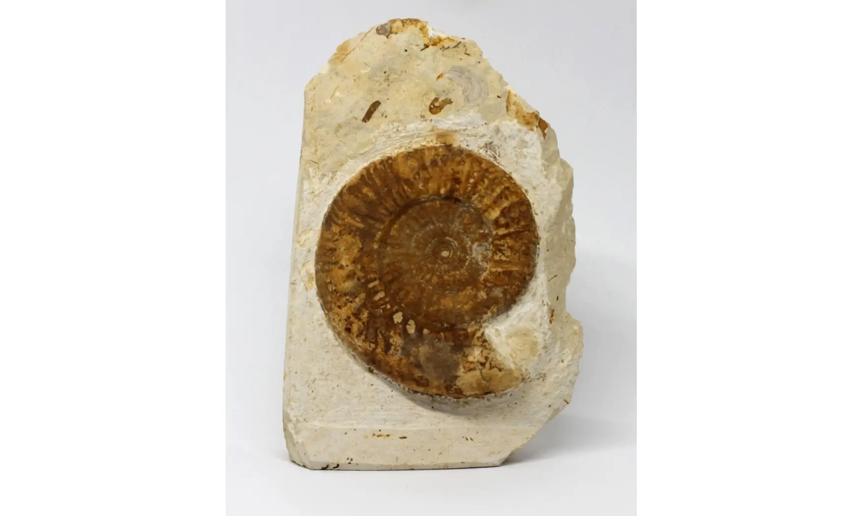 Choffatia cerealis