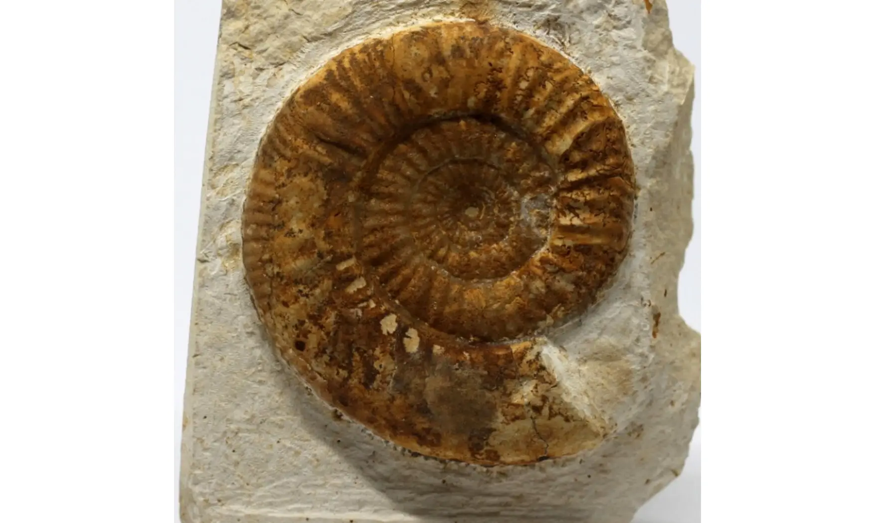 Choffatia cerealis