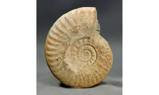 Lunuloceras metomphalum