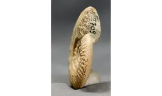 Lunuloceras metomphalum