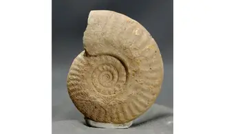 Lunuloceras metomphalum