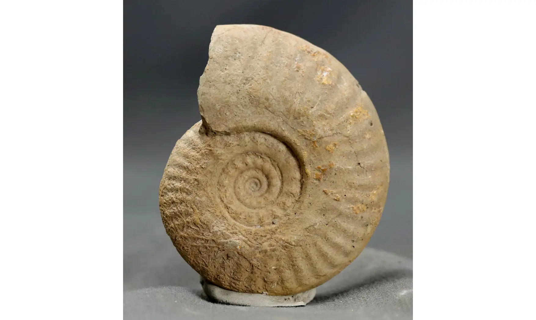 Lunuloceras metomphalum
