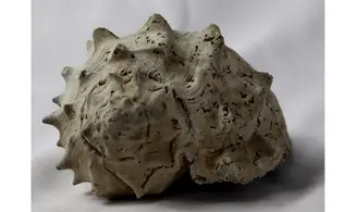 Melongena draperi