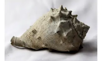 Melongena draperi